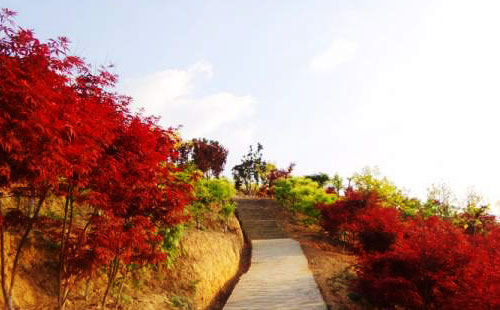 巴南彩色森林 巴南彩色森林