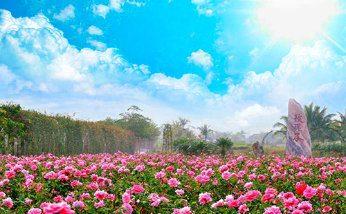亚龙湾国际玫瑰谷1