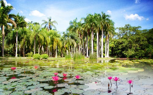 西双版纳热带植物园